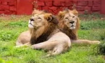 gadag zoo lions