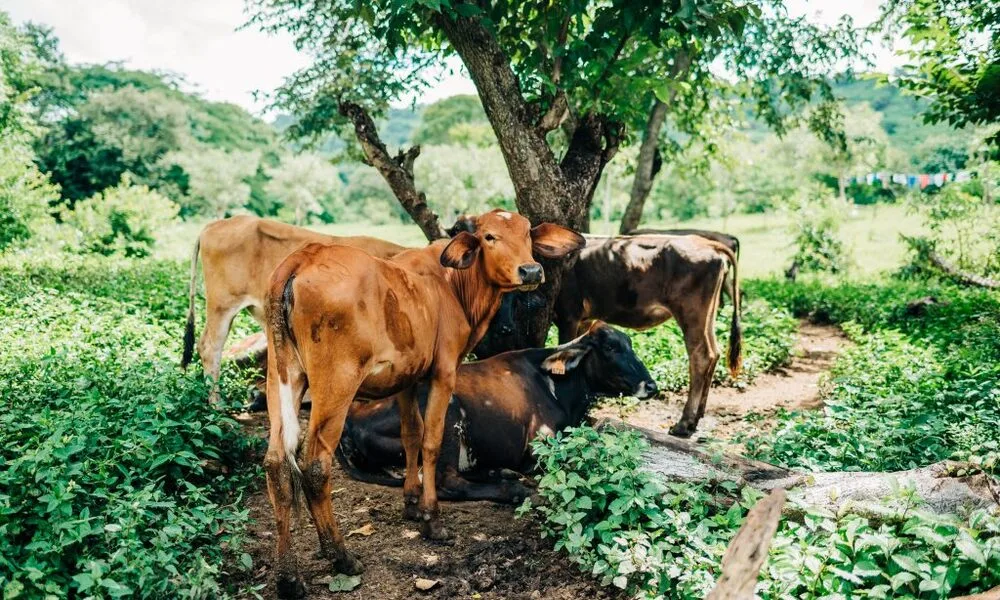 cow agriculture

cow and rural development