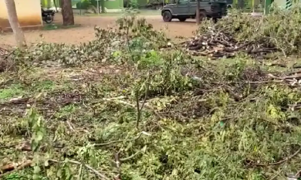 hanuru forest office ಬಾವುಲಿ ಗಲೀಜು ಮರ ಕಟಾವು Deforestation