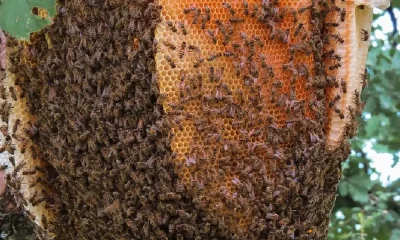 honey bee attack ಮಾಗಡಿ ಸರ್ಕಾರಿ ಸಂಕೀರ್ಣ