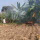 sugaracane crop
