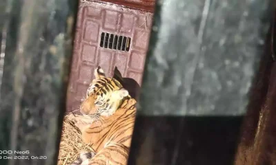 tiger trapped