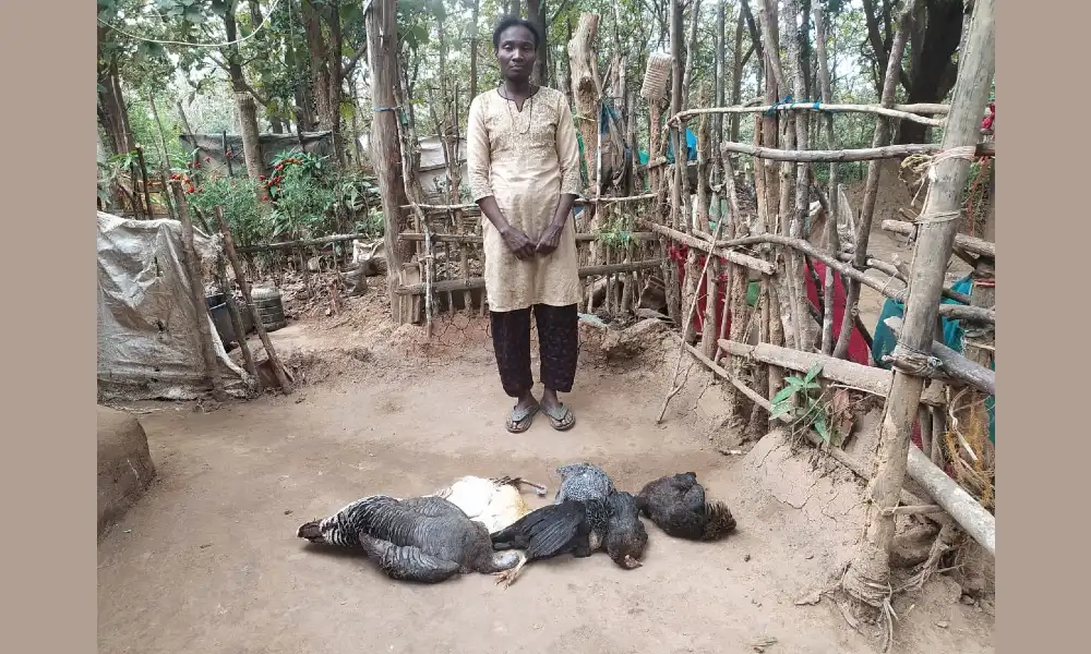 ಯಲ್ಲಾಪುರ ಉಮ್ಮಚಗಿ ಟರ್ಕಿ ಕೋಳಿ ವಿಷ