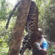 Leopard Dies