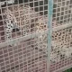 Leopard Trapped