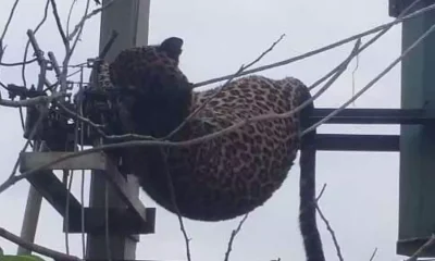 leopard in transformer