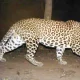 leopard in turahalli ರಕ್ಷಿತ್‌ ಶೆಟ್ಟಿ ಕೆಂಗೇರಿ