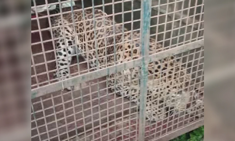 Leopard Trapped