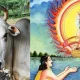 panchagavya importance of panchagavya