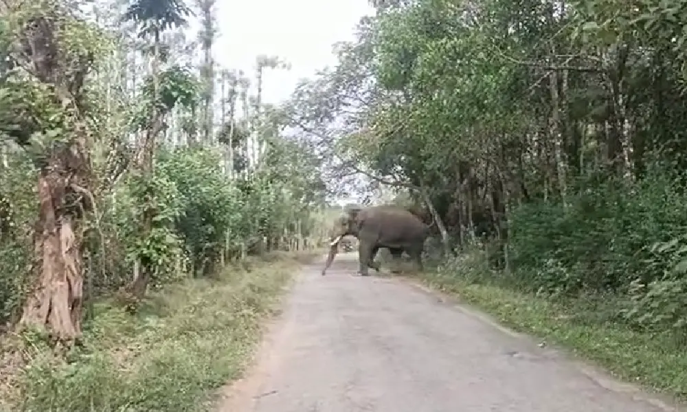 railway track elephant ಸಕಲೇಶಪುರದಲ್ಲಿ ಆನೆ ದಾಳಿ