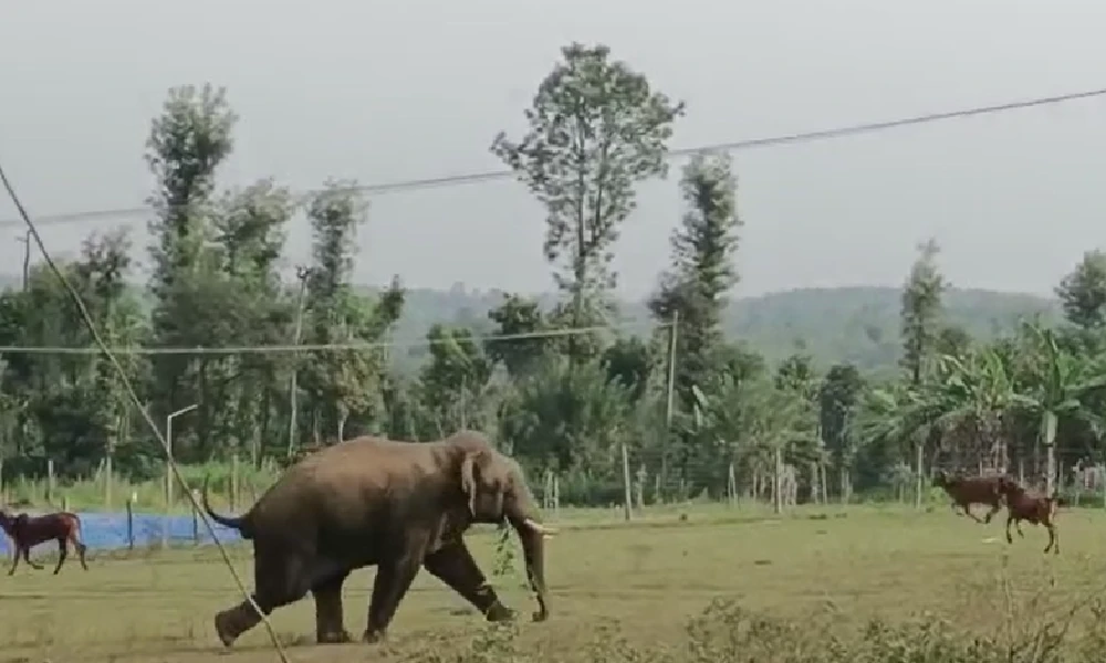 railway track elephant ಸಕಲೇಶಪುರದಲ್ಲಿ ಆನೆ ದಾಳಿ