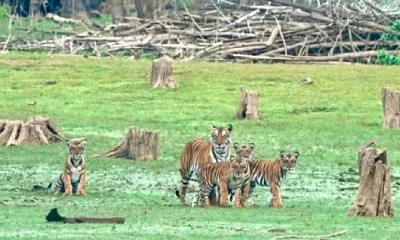 tiger in mysore ಕಬಿನಿ ಹಿನ್ನೀರು ಪ್ರದೇಶದಲ್ಲಿ ಪ್ರತ್ಯಕ್ಷ