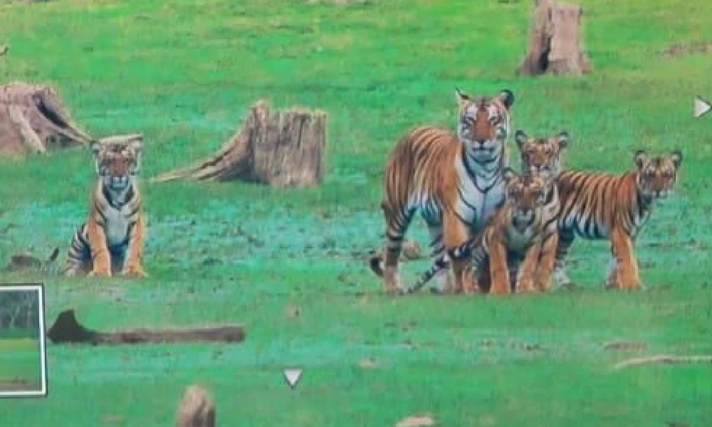 tiger in mysore ಕಬಿನಿ ಹಿನ್ನೀರು ಪ್ರದೇಶದಲ್ಲಿ ಪ್ರತ್ಯಕ್ಷ Tiger Safari