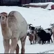 viral camel dance