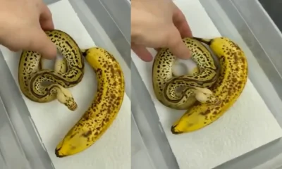 ball python looks like a banana Viral Video