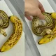ball python looks like a banana Viral Video