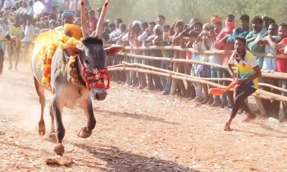 Bull taming festival soraba