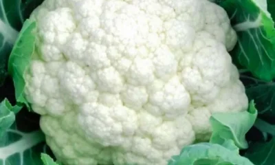 Cauliflower Disadvantages