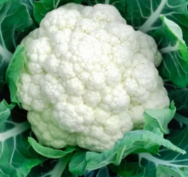 Cauliflower Disadvantages