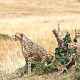 12 cheetahs may be brought again From South Africa