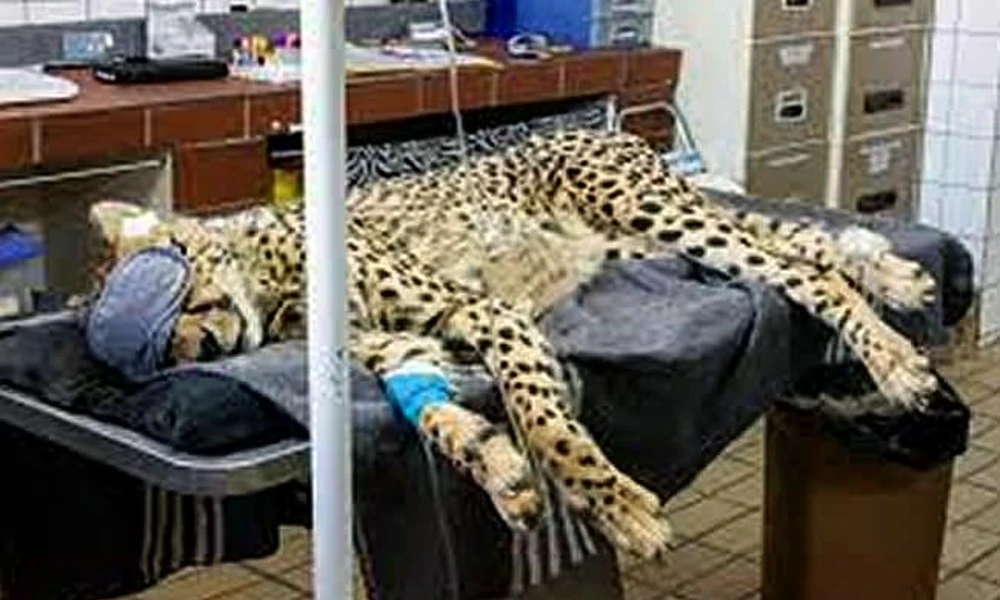 Cheetah In Madhya Pradesh Park Falls Ill, which came from namibia