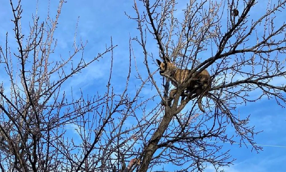 Dog Gets Stuck In Tree
