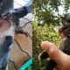 Flying Squirrel Rescued karwar Forest Watcher