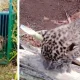 Leopard attack news A leopard and three cubs fall into a cage in T. Narasipur