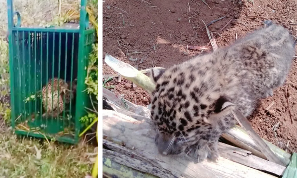 Leopard attack news A leopard and three cubs fall into a cage in T. Narasipur