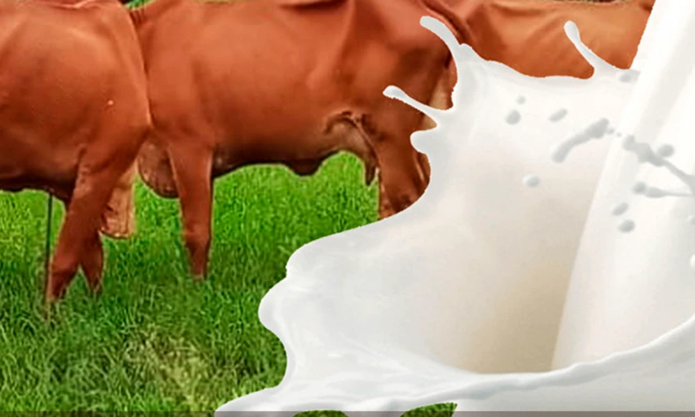 foreign cow breeds milk ಗೋ ಸಂಪತ್ತು