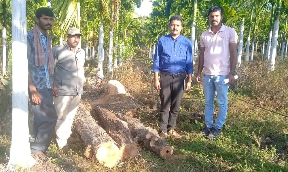 Saguvani Tree Seized Police Forest Mobile Squad hosanagar