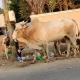 Stray Cattle BBMP