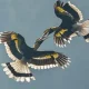 Viral Video Of Great Hornbills