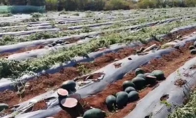 Watermelon Crop in kolar