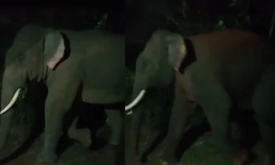 Wild Elephant kalasa Horanadu Annapoorneshwari Ganapathikatte Village