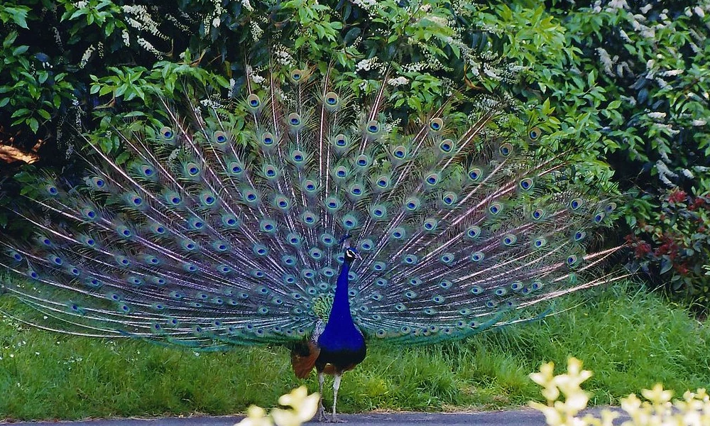 bankapura peacock