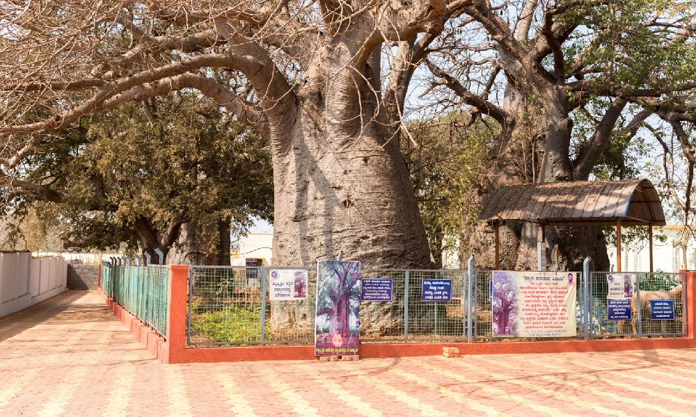 baobaab trees