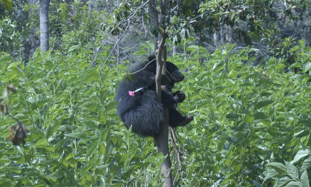 Bear Stuck In Tree