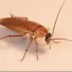 cockroach viral news