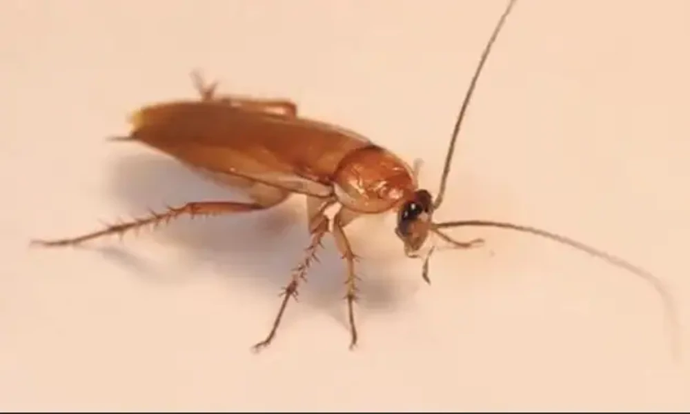 cockroach viral news
