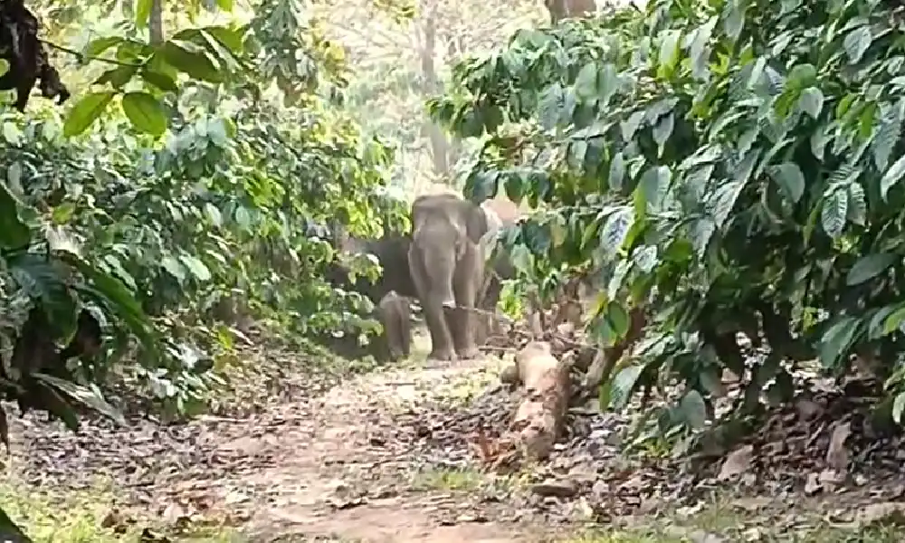 Elephant Calf