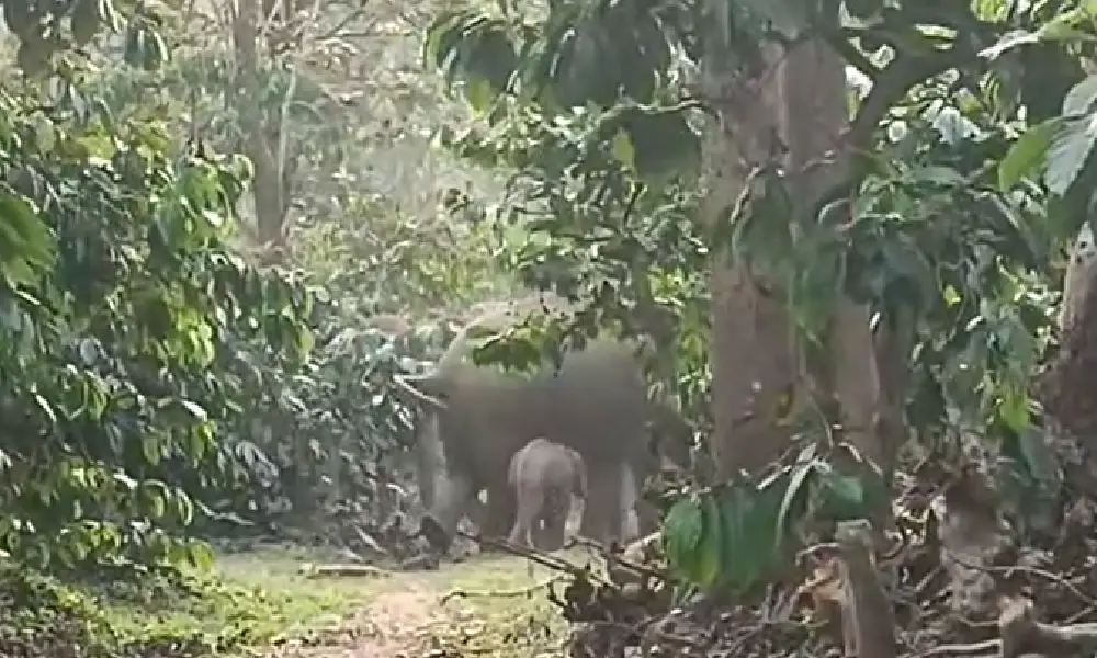 Elephant Calf