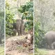elephant in hasan ಹಾಸನ ಕಾಫಿ ತೋಟದಲ್ಲಿ ಕಾಡಾನೆ ಮರಿ