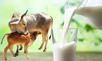 desi cow milk ಗೋ ಸಂಪತ್ತು