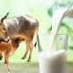 desi cow milk ಗೋ ಸಂಪತ್ತು