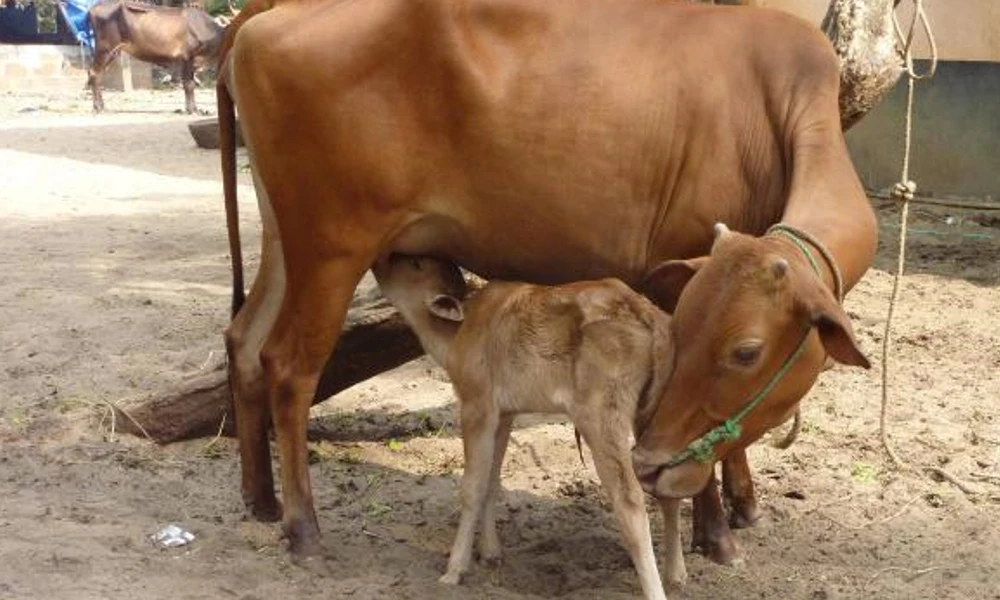 ಗೋ ಸಂಪತ್ತು
indian cow milk