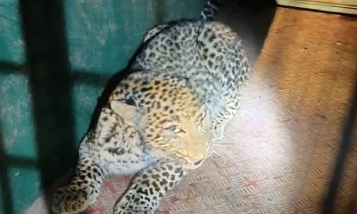 Leopard Enters House