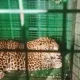 leopard operation ಕೊಪ್ಪಳ ಕನ್ನಾಳ ಬೆಟ್ಟ