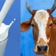 indian cow milk ಗೋ ಸಂಪತ್ರು