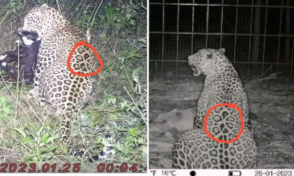 Leopard finally captured Villagers demand to kill leopard
